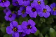 blue-pillow-garden-ornamental-plant-330910.jpg