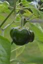 pepper-garden-greenhouse-vegetable-940939.jpg