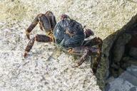 colorful-crab-ocean-life-sea-795983.jpg