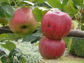 fruit-apple-red-apple-orchard-red-1441663.jpg