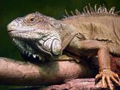 iguana-reptile-lizard-profile-face-466232.jpg