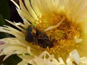 pollen-beetle-plant-macro-flowers-247105.jpg