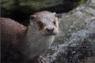 otter-zoo-deep-fousky-water-468868.jpg