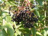 berries-black-common-elder-88160.jpg