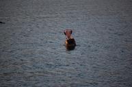 hippo-territory-hippopotamus-animal-1003667.jpg