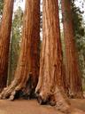 tree-sequoia-wood-bark-huge-tribe-4890.jpg