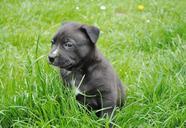 puppy-young-dog-dog-cute-pet-346308.jpg