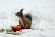 squirrel-winter-snow-apple-peanuts-619966.jpg