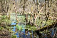 swamp-marsh-wetland-water-1330465.jpg