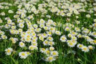 daisy-flower-blossom-bloom-white-324403.jpg