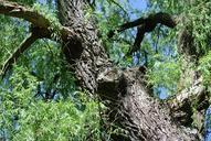 pasture-tree-log-nature-bark-353806.jpg