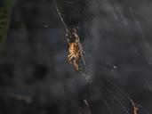 spider-arachnophobia-creepy-1129018.jpg