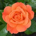 orange-rose-rose-flower-nature-391733.jpg