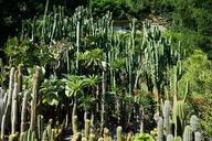 cactus-botanical-garden-%C3%BCberlingen-1524259.jpg