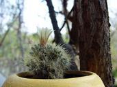 cactus-flower-in-a-pot-plants-730732.jpg