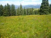 wildflowers-mountains-meadows-1078668.jpg