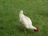 rooster-mature-male-chickens-1318244.jpg