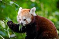 red-panda-lesser-panda-red-bear-cat-985643.jpg