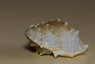 shell-sea-souvenir-travel-detail-314852.jpg