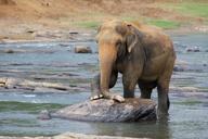 elephant-animal-water-pachyderm-471487.jpg