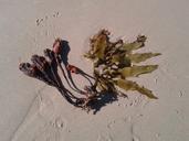 seaweed-sand-seed-1592136.jpg