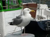 seagulls-sea-coast-52479.jpg