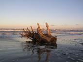 trunk-sea-summer-beach-rimini-554199.jpg