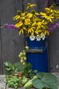 still-life-milk-can-sun-hat-grapes-928955.jpg