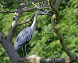 heron-bird-animal-wildlife-tree-164312.jpg