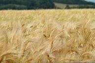 barley-cereal-agriculture-1479423.jpg