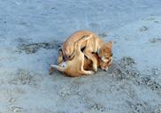 puppy-beach-sand-playing-pet-dog-631311.jpg