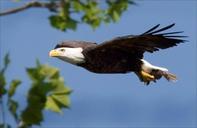 bald-eagle-eagle-bald-flying-674016.jpg