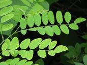 common-maple-robinia-pseudoacacia-8117.jpg