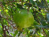 pomegranate-trees-fruits-greenery-292684.jpg