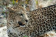 leopard-cat-savuti-botswana-694460.jpg