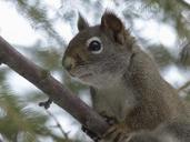 squirrel-animal-forest-branch-tree-300253.jpg