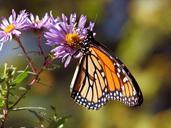 Monarch-butterfly-101131293129683U0v.jpg