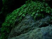 forest-moss-forest-litter-macro-633875.jpg