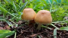 mushrooms-toadstool-grass-nature-1283890.jpg