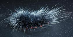 caterpillar-insect-prickly-hairy-399155.jpg