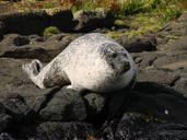 sea-lion-water-sea-lions-head-108421.jpg