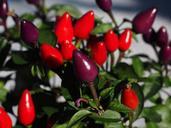 ornamental-peppers-fruits-592423.jpg