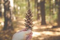 cone-pinecone-hand-decoration-1031140.jpg