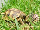 reptile-turtle-tortoise-960746.jpg