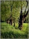 tree-willow-green-spring-nature-1076884.jpg