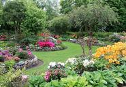 rhododendron-flowers-danish-grass-643178.jpg