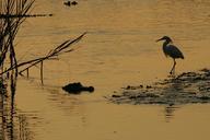 alligator-bird-egret-wildlife-702879.jpg