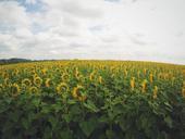 sunflowers-field-green-yellow-925769.jpg