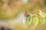 butterfly-lycaena-phlaeas-fukushima-613885.jpg