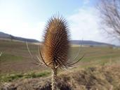 card-dipsacus-thorns-nature-plant-278540.jpg